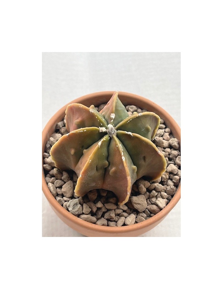 astrophytum myriostigma fukuryu nudum variegata