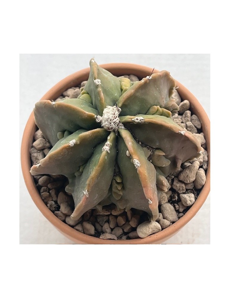 astrophytum myriostigma ornatum fukuryu variegata