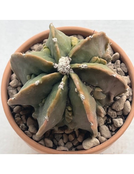 astrophytum myriostigma ornatum fukuryu variegata