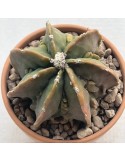 astrophytum myriostigma ornatum fukuryu variegata