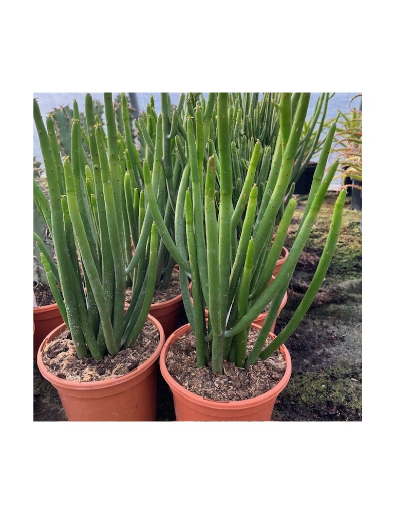 Euphorbia leucodendron