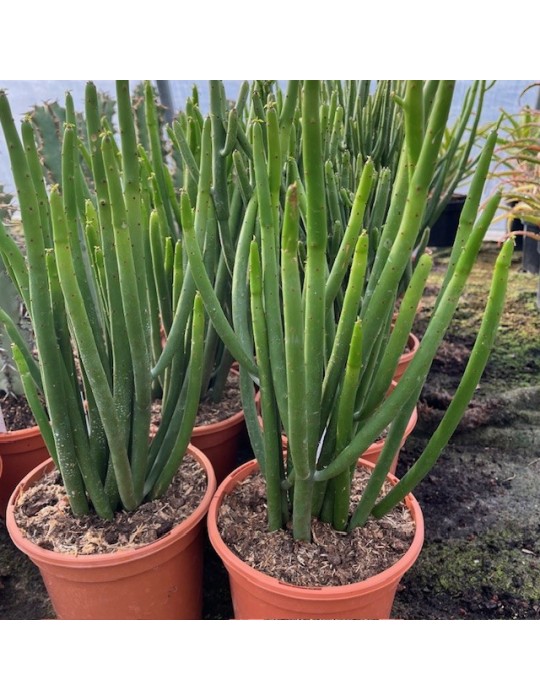 Euphorbia leucodendron