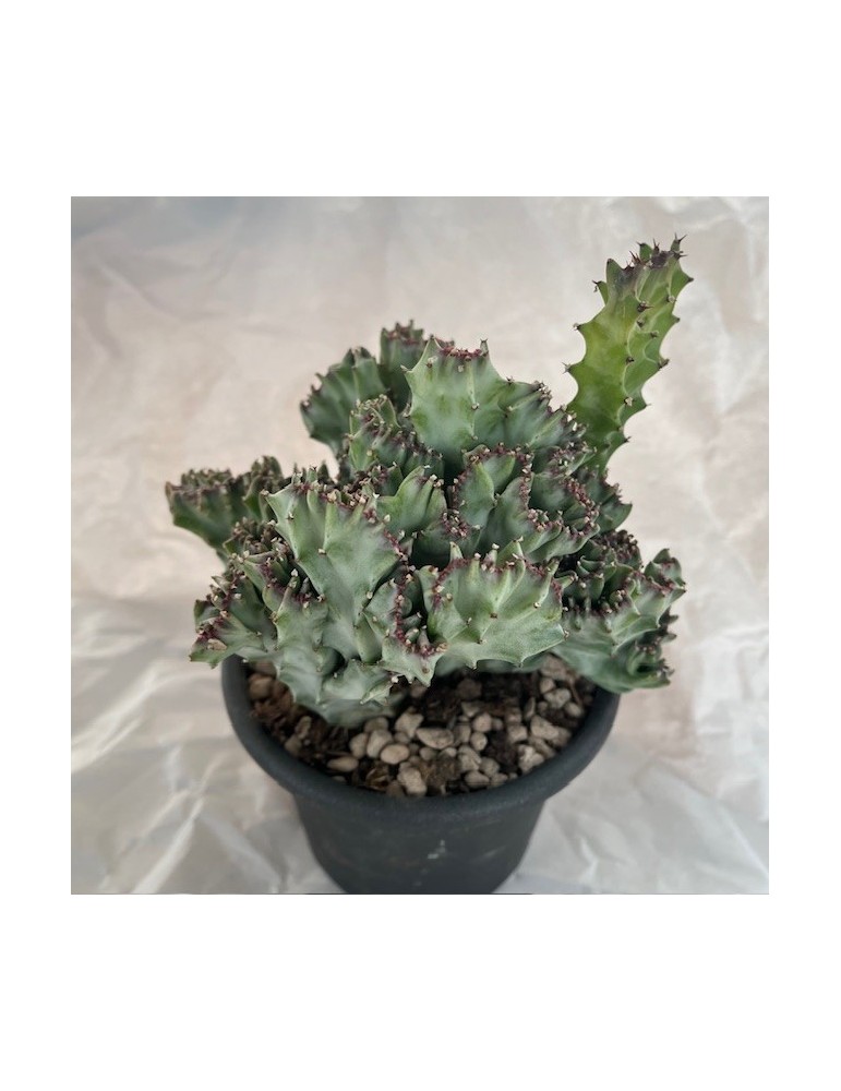 EUPHORBIA lactea variegata f.cristata