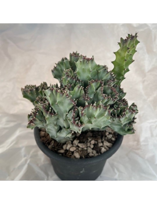EUPHORBIA lactea variegata f.cristata
