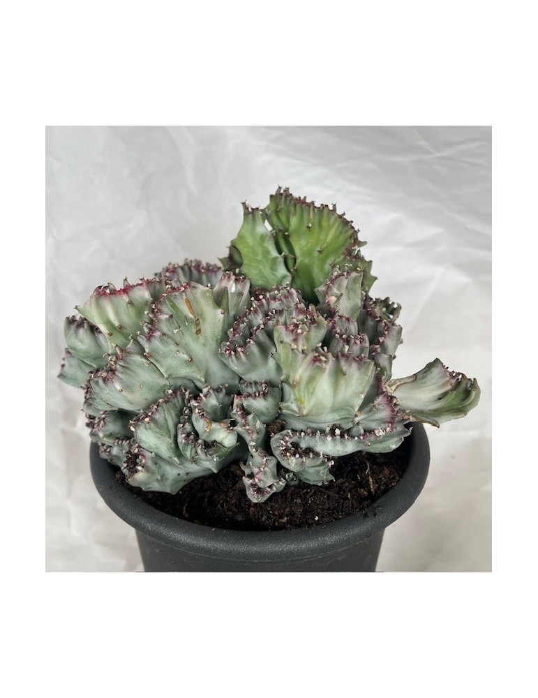 EUPHORBIA lactea variegata f.cristata