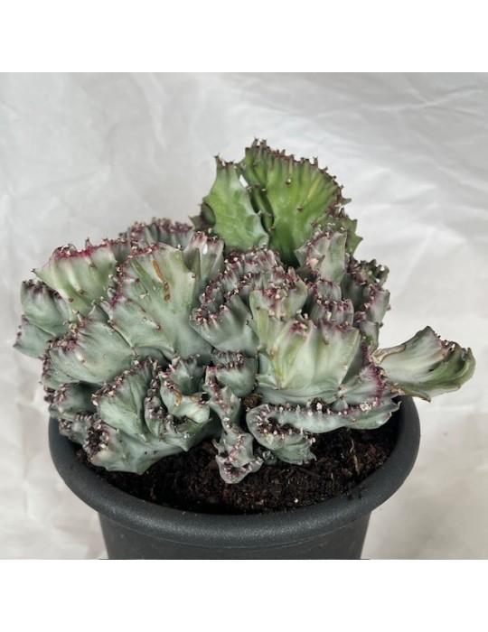 EUPHORBIA lactea variegata f.cristata