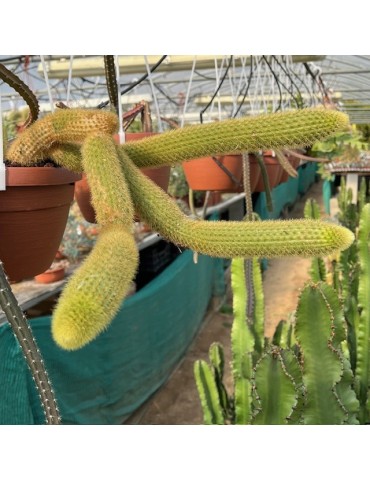 HILDEWINTERA aureispina 2