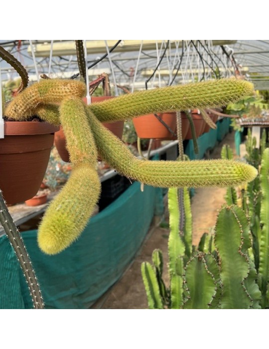 HILDEWINTERA aureispina