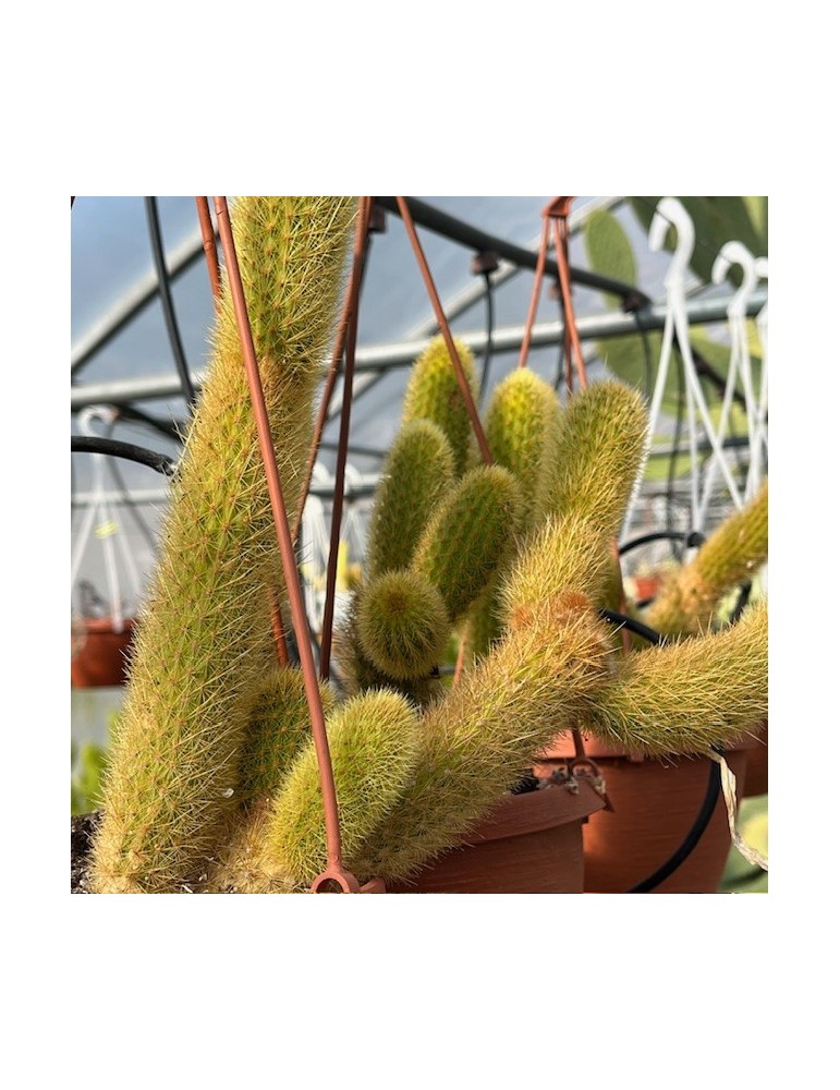 HILDEWINTERA aureispina