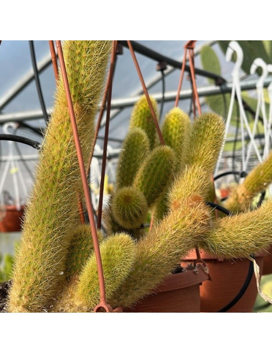 HILDEWINTERA aureispina