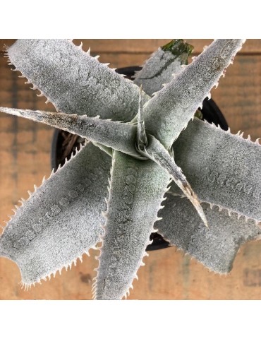 DYCKIA marnier lapostolei