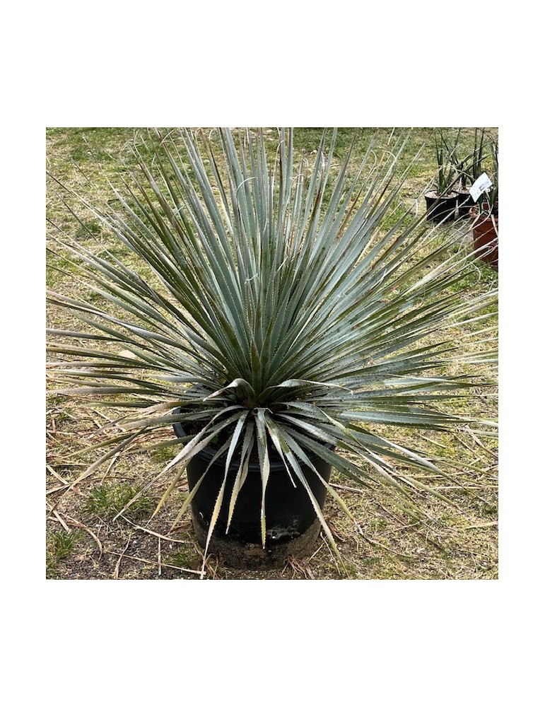 DASYLIRION berlandieri