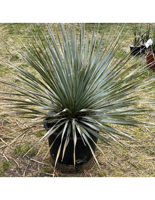 DASYLIRION berlandieri