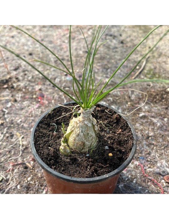 ALBUCA humilis