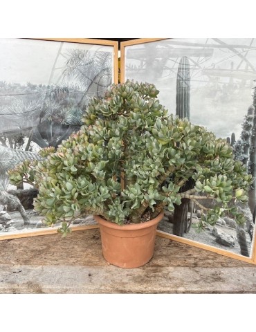 CRASSULA undulatifolia 2