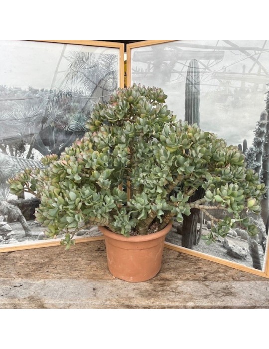 CRASSULA undulatifolia