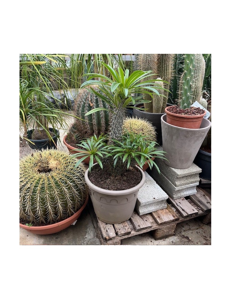 Pachypodium lamerei.