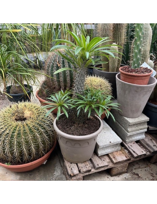 Pachypodium lamerei.
