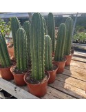 TRICHOCEREUS pachanoi