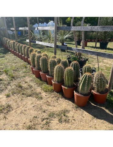 TRICHOCEREUS pasacana 2