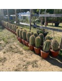 TRICHOCEREUS pasacana