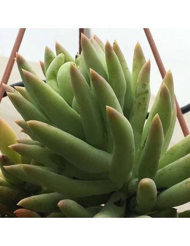 copie de Sedum morganianum v. magnum