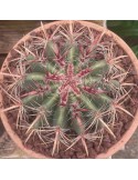 Ferocactus pilosus : cactus mexicain à épines rouges