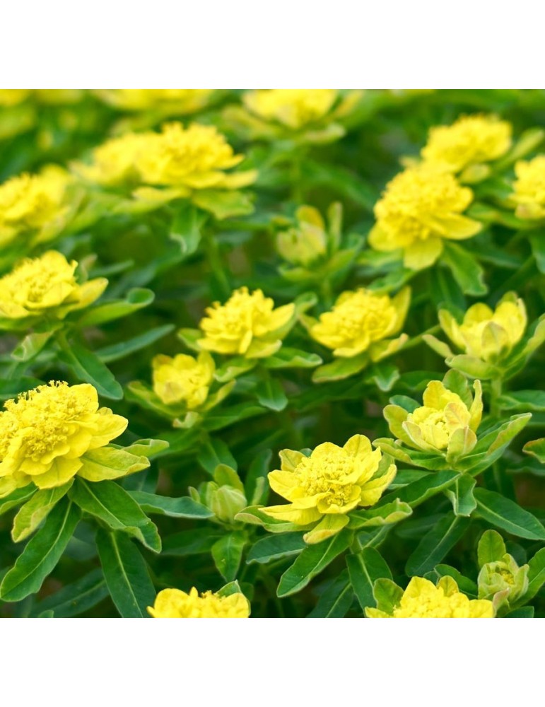 EUPHORBIA polychroma