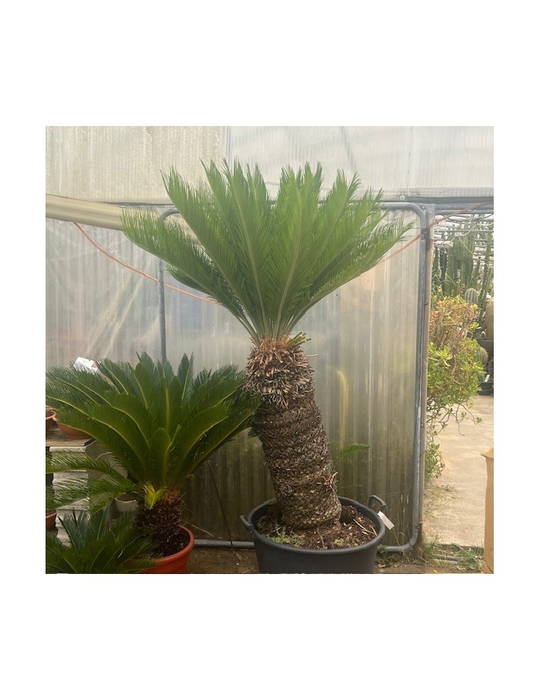 cycas revoluta,