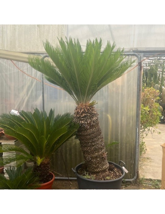 cycas revoluta,