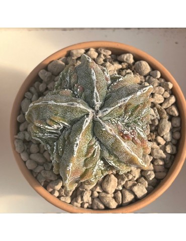 ASTROPHYTUM myriostigma hakuun