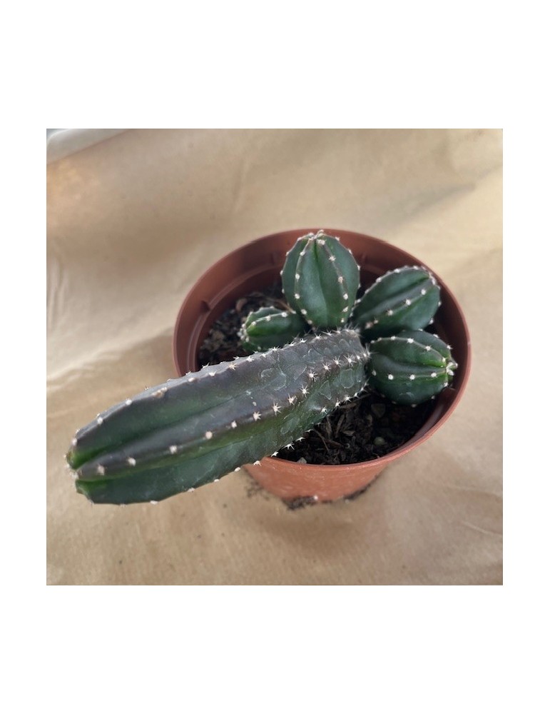 ECHINOCEREUS gentryi ssp cucumis