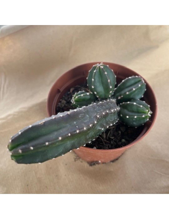 ECHINOCEREUS gentryi ssp cucumis