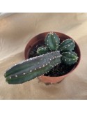 ECHINOCEREUS gentryi ssp cucumis