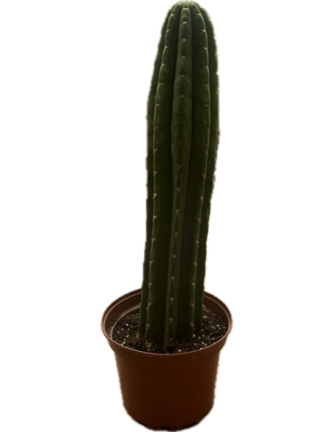 TRICHOCEREUS pachanoi 2