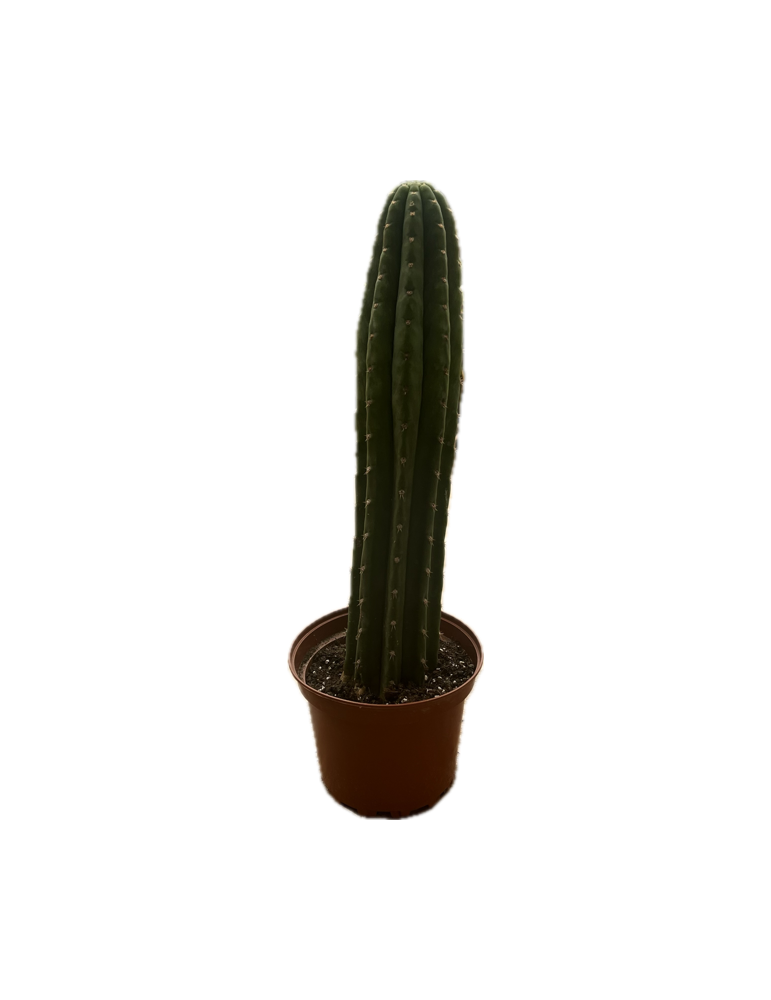 TRICHOCEREUS pachanoi