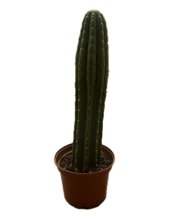 TRICHOCEREUS pachanoi