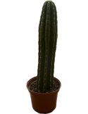 TRICHOCEREUS pachanoi