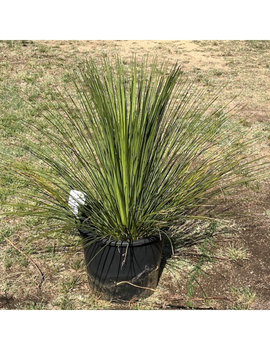 DASYLIRION longissimum