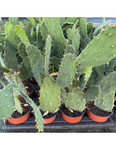 OPUNTIA bregeriana