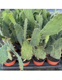 opuntia bergeriana