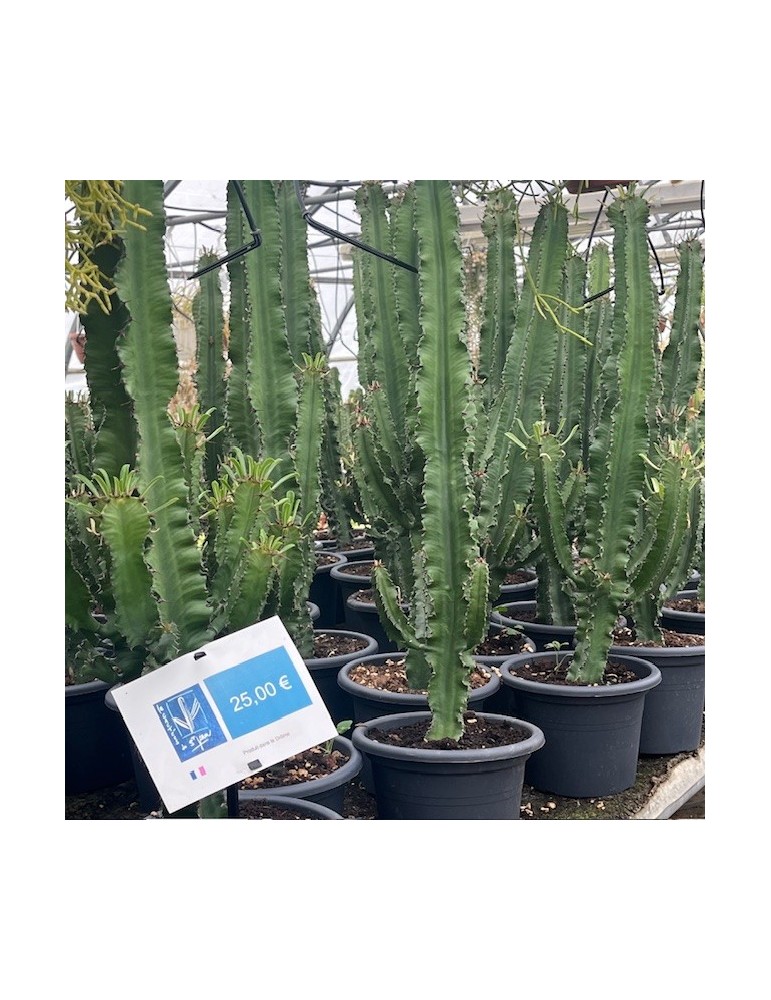 Euphorbia erythraea,