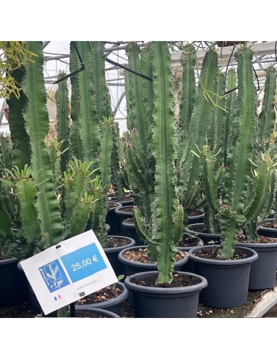 Euphorbia erythraea,