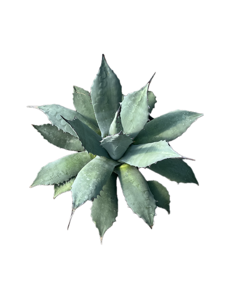 AGAVE applanata