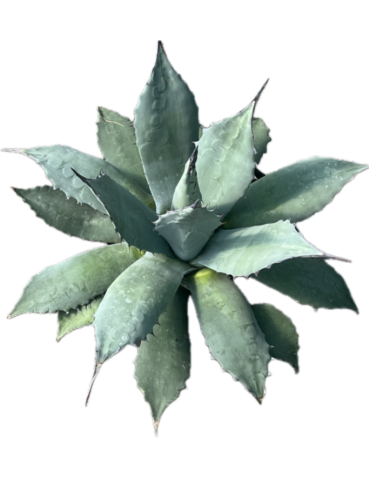 AGAVE applanata
