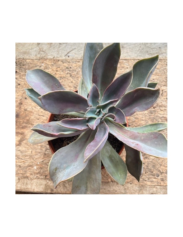 Graptoveria Fred Ives