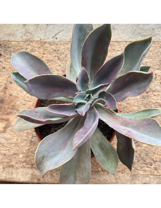 Graptoveria Fred Ives
