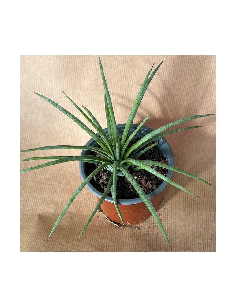 AGAVE stricta v. rubra