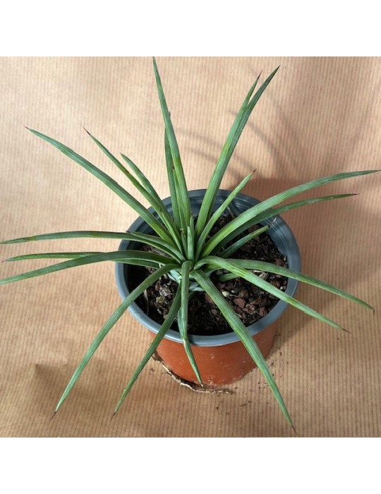 AGAVE stricta v. rubra