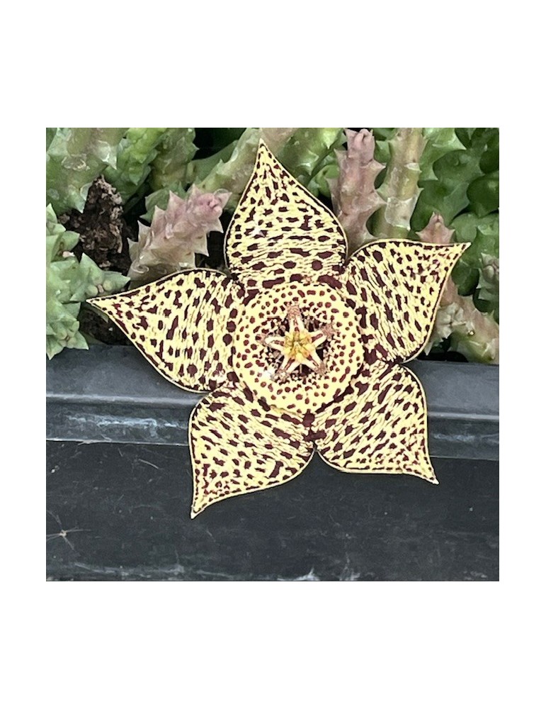 stapelia variegata